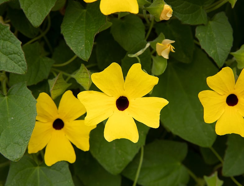 Black-Eyed Susan Vine