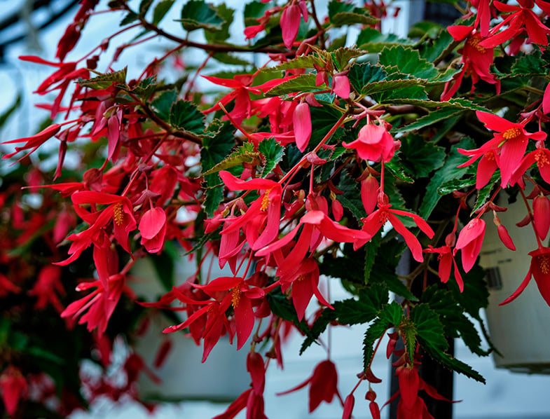 Begonia Boliviensis Guide: How to Grow & Care for 'Bolivian Begonia'