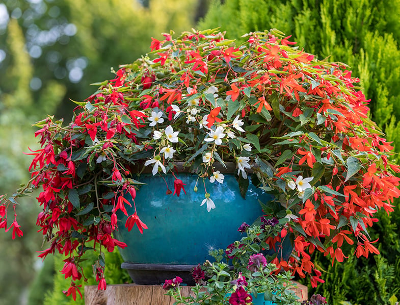 Begonia Boliviensis Guide: How to Grow & Care for 'Bolivian Begonia'