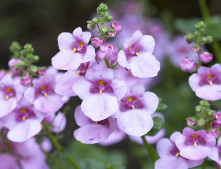 Diascia Plant Guide: How to Grow & Care for “Twinspur”