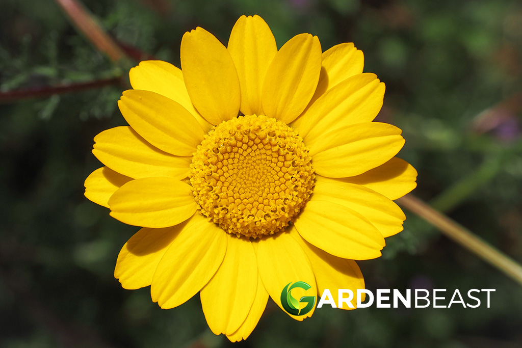 Golden Marguerite Guide: How to Grow & Care for “Cota tinctoria”