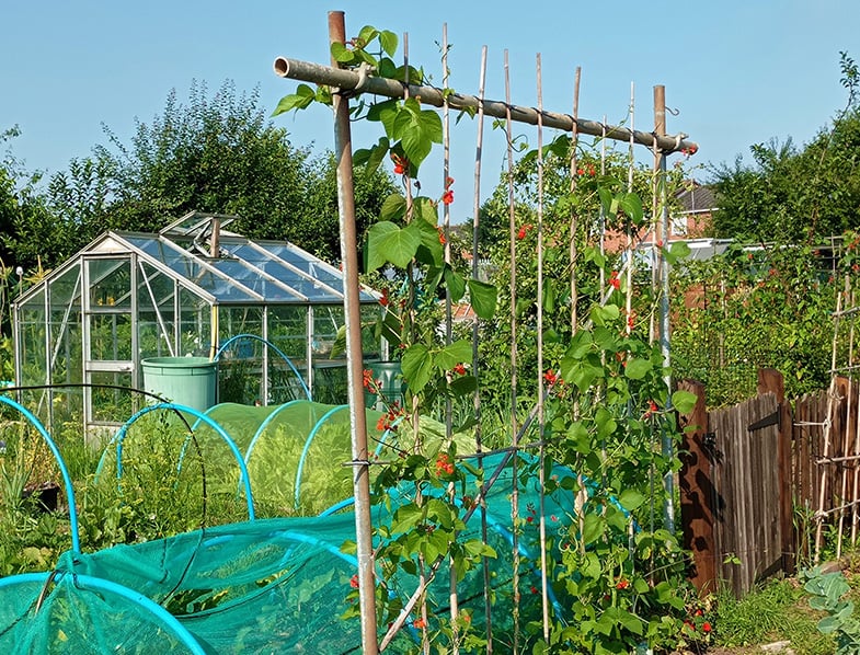 The author’s Bean Poles at Home, Image © Tina Lawlor Mottram