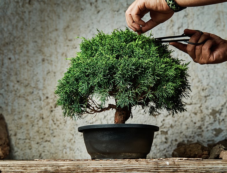 Succulents as Bonsai Trees: Everything You Need to Know