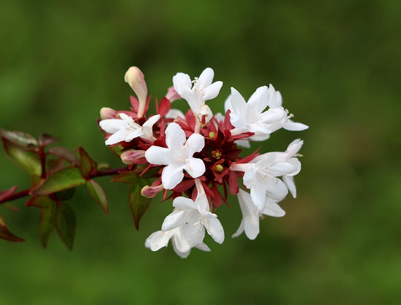 linnaea-grandiflora-guide-how-to-grow-care-for-glossy-abelia