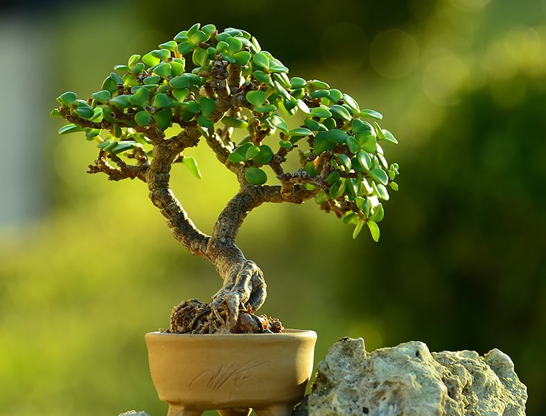 The Art of Growing Bonsai Trees