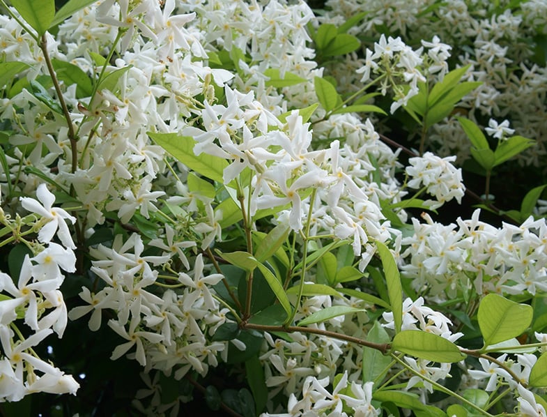 Star Jasmine Guide How to Grow & Care for “Trachelospermum Jasminoides”