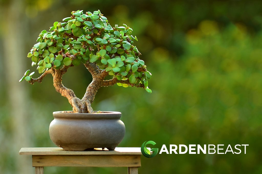 HOW TO MAKE BONSAI WIRE TREE, CHOKKAN