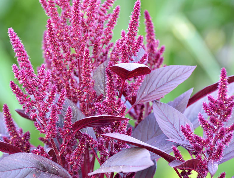 Amaranth Care: How to Plant & Grow 