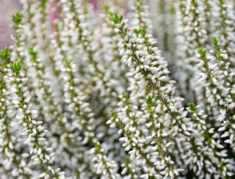 Calluna Vulgaris Guide: How to Grow & Care for “Scotch Heather ...