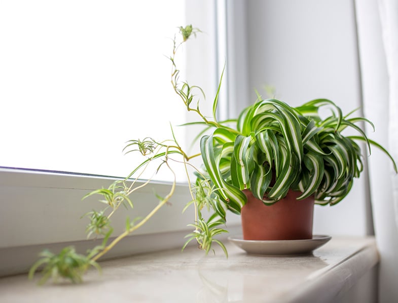 Spider Plant Stolons