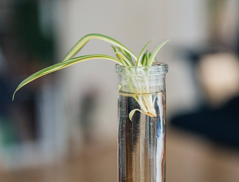 Propagating Spider Plants In Water