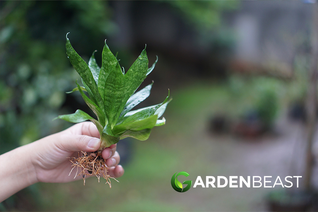 How to Propagate Snake Plant: Complete Beginner’s Guide How to Propagate Snake Plant: Complete Beginner's Guide