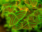 Christia Obcordata Guide: How to Grow & Care for “Butterfly Plant”