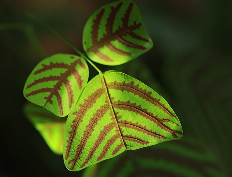 Christia Obcordata Guide: How to Grow & Care for “Butterfly Plant”