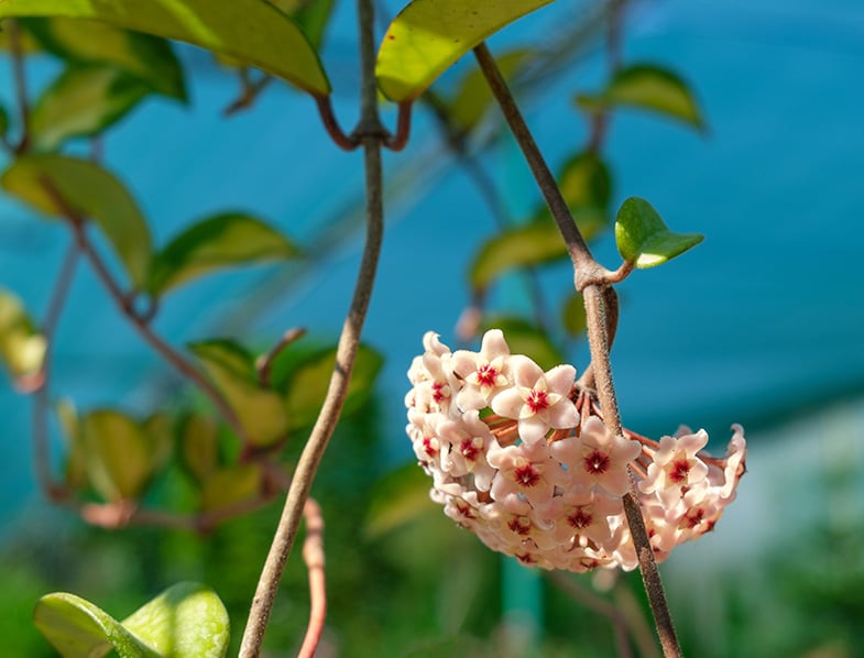 Hoya Carnosa