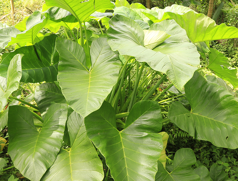 Colocasia Esculenta