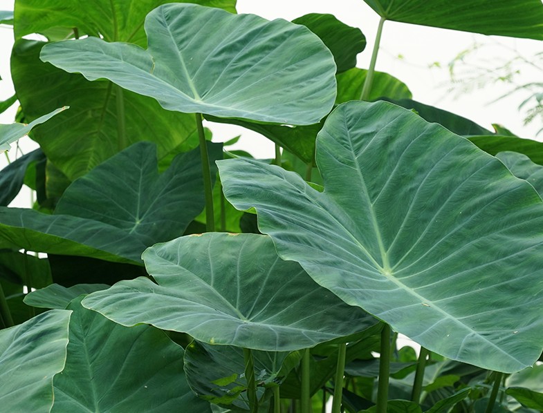 Colocasia Esculenta