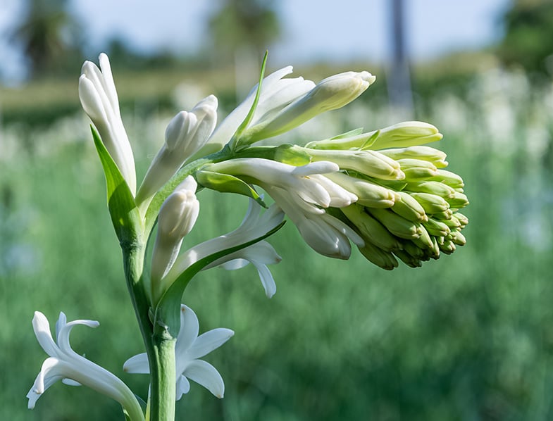 Agave Amica Guide: How to Grow & Care for “Tuberose”