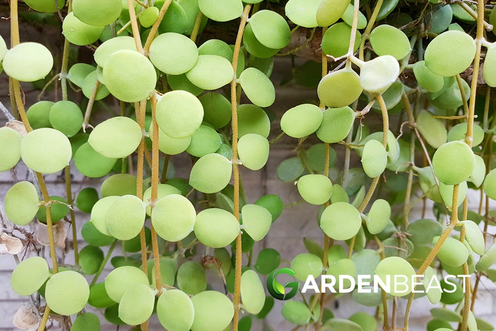 Dischidia Nummularia: How to Grow & Care for “String of Nickels” Dischidia Nummularia Guide: How to Grow & Care for “String of Nickels”