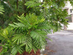 Filicium decipiens Guide : How to Grow & Care for “Fern Tree”