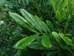 Filicia Tree Filicium decipiens Guide : How to Grow & Care for “Fern Tree”