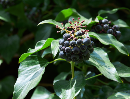 Irish Ivy Guide: How to Grow & Care for “Hedera Hibernica” - GardenBeast