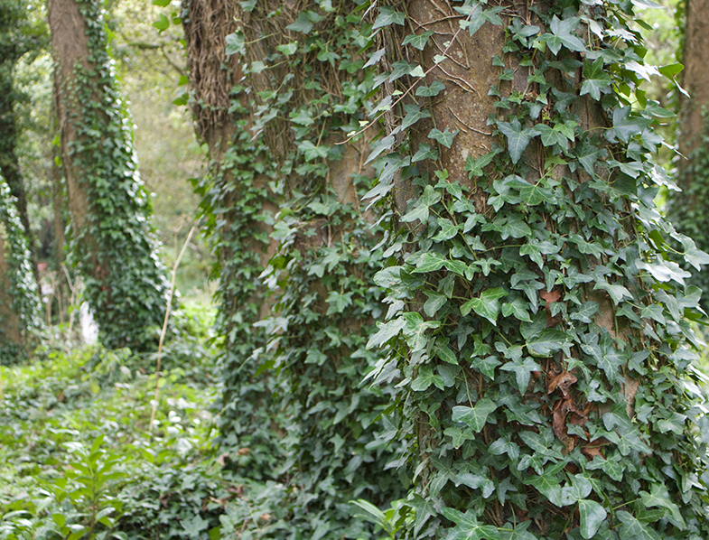 Irish Ivy Guide How To Grow Care For Hedera Hibernica GardenBeast