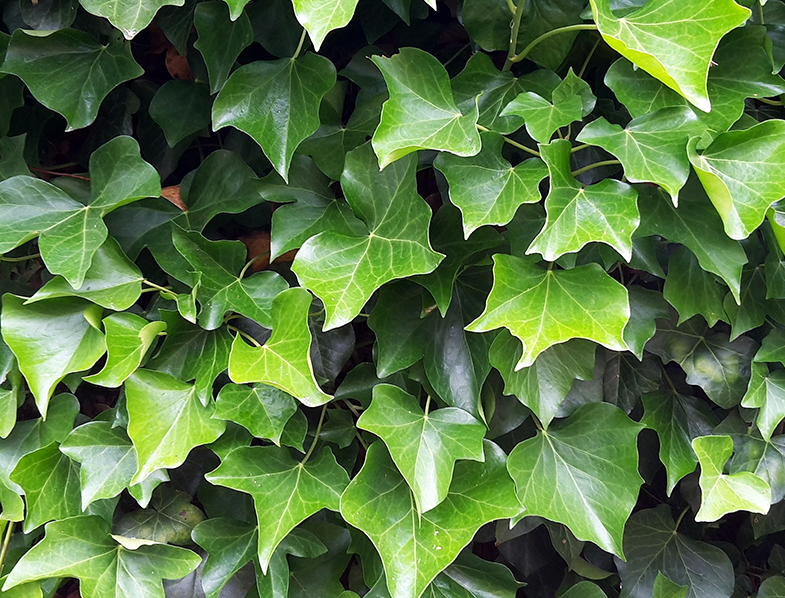 Irish Ivy