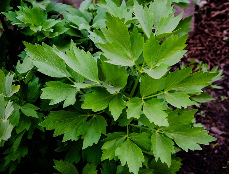 Levisticum Officinale