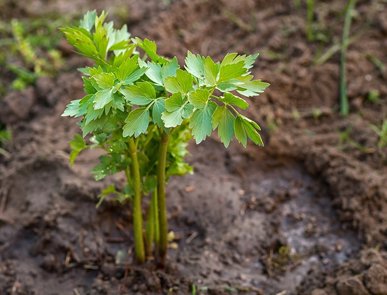 Levisticum Officinale