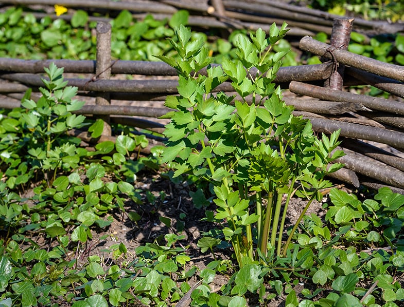 Levisticum Officinale