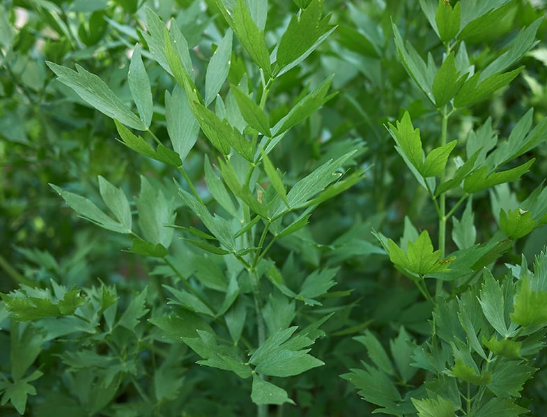 Levisticum Officinale