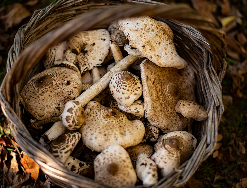 Parasol Mushrooms 