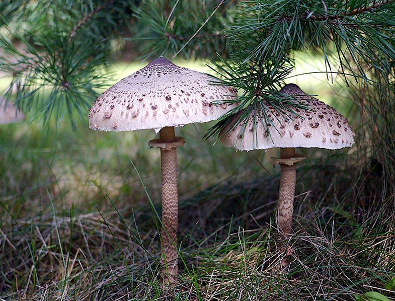 Parasol Mushrooms Growing In The Wild