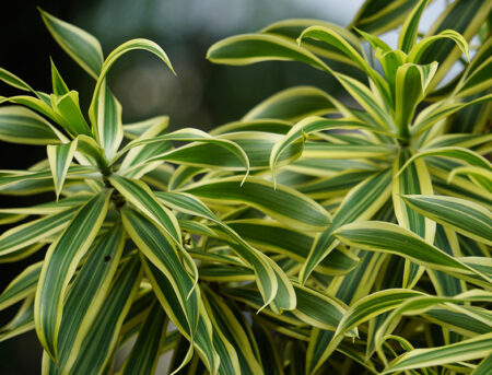 Dracaena Reflexa Guide: How to Grow & Care for "Song of India