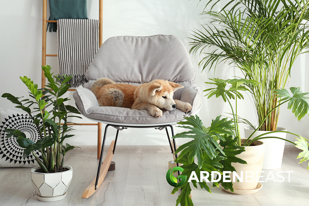 Indoor Oasis: Discover the Best Japanese Ornamental Plants for Your Home Best Japanese Plants Indoors to Grow