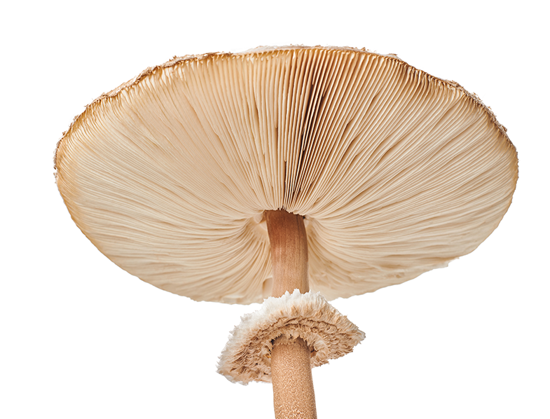 Parasol Mushrooms Guide How To Grow Cook Macrolepiota Procera 