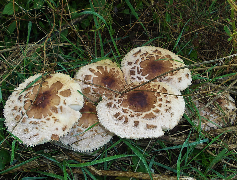 The author’s Parasol mushrooms at home, Image © Tina Lawlor Mottram