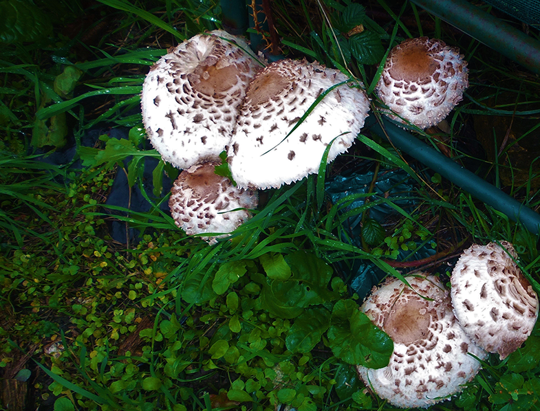 The author’s Parasol mushrooms at home, Image © Tina Lawlor Mottram