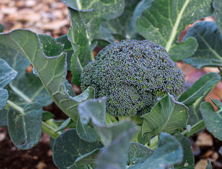 Broccoli Guide: How to Grow & Care for “Brassica Oleracea var. Italica ...