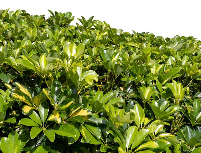Schefflera Amate Guide: How to Grow & Care for 