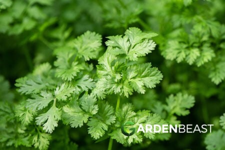 Cilantro Guide: How To Grow Cilantro Indoors