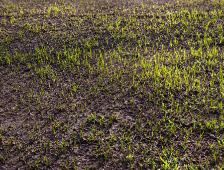 How Long Does It Take For Grass To Grow? All You Need To Know