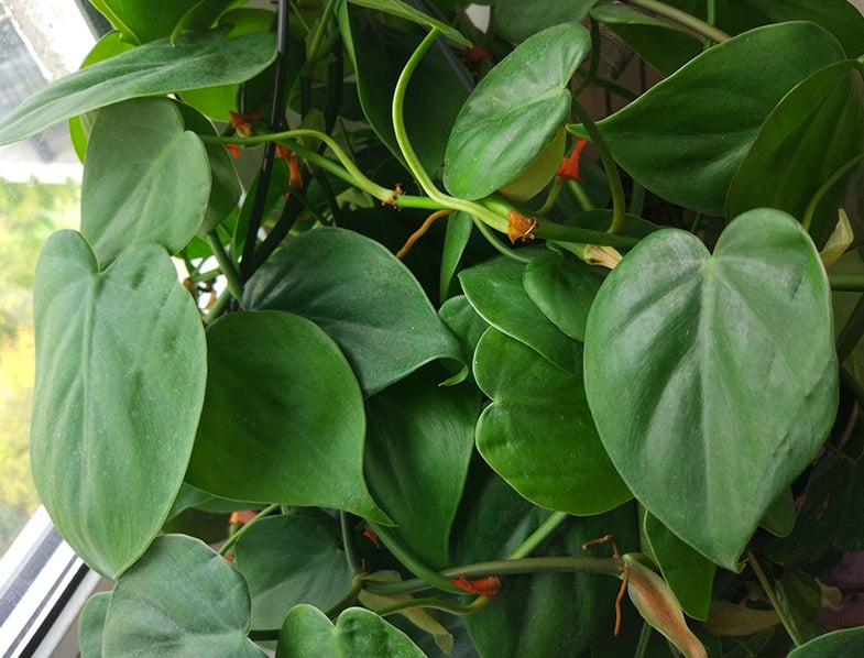 Heartleaf Philodendron