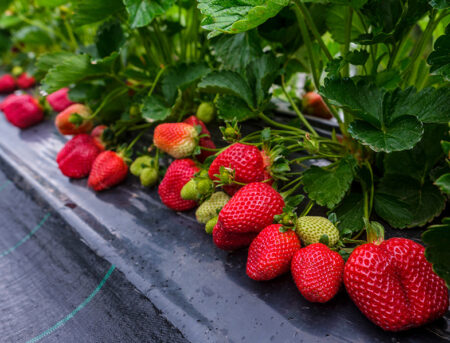 How Long Do Strawberries Take to Grow? All You Need to Know