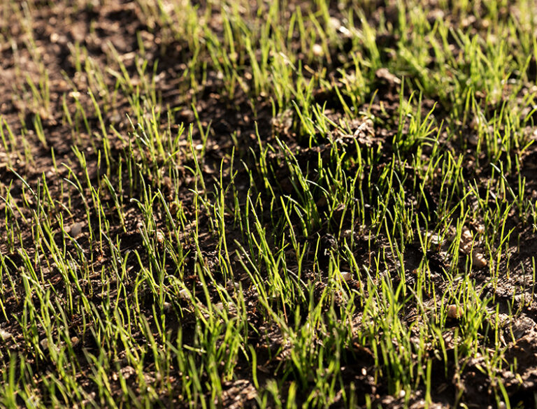 How Long Does It Take For Grass Seed Take To Grow? All You Need To Know