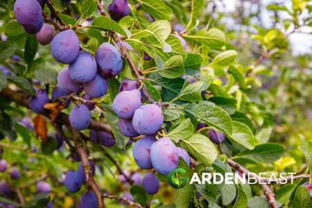 How to Grow & Care for Plum Trees: A Comprehensive Guide
