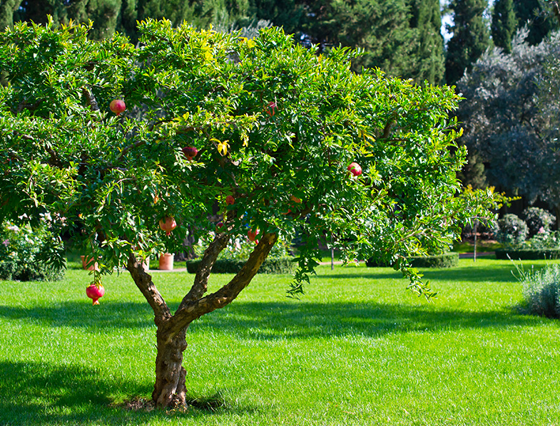 How To Grow Care For Pomegranate Trees A Comprehensive Guide