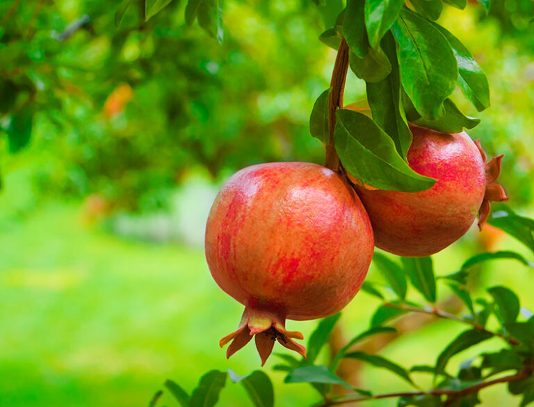 How to Grow & Care for Pomegranate Trees A Comprehensive Guide
