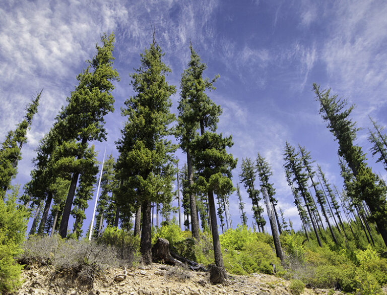 How to Grow a Douglas Fir Tree A StepbyStep Guide